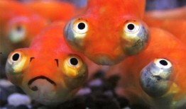 春节新金鱼爆料视频,春节爆红视频背后的故事